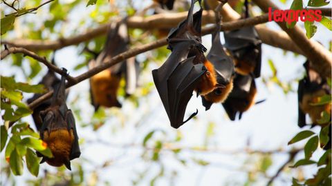 une-ville-australienne-envahie-par-100-000-chauves-souris_5604581