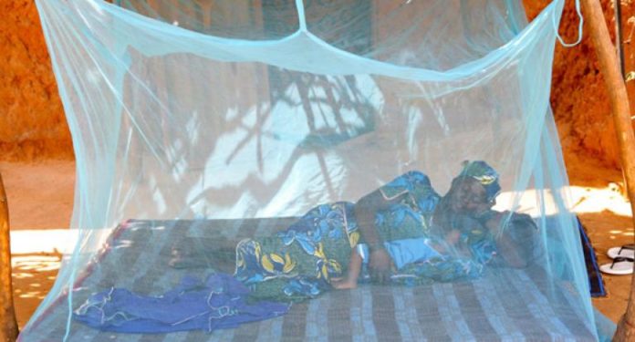 journee_mondiale_palu