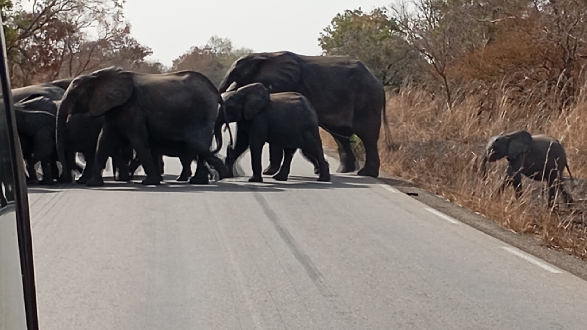 Présence d’éléphants sur les axes routiers : Le ministre de la Sécurité appelle à la prudence