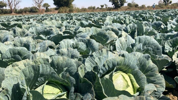 IMG_4667_copy_1200x675