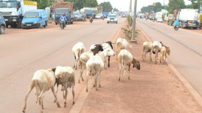 Divagation-des-annimaux-768x512_copy_1200x675_1