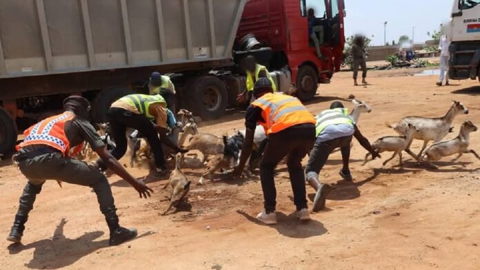 Lutte contre divagation des animaux