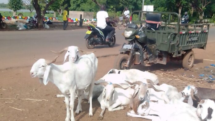 ventes d'animaux aux abords des routes au Burkina