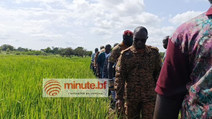 campagne agricole riz.