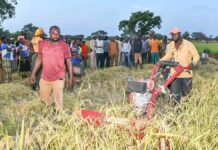 Campagne agro-pastorale 2025-2026 : Le ministre d’État Ismaël Sombié assiste à la récolte mécanisée du riz à Karaba