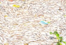 Ouagadougou : Une importante mortalité de poissons signalée au barrage n°3, des analyses en cours