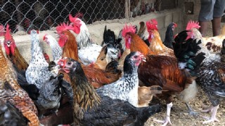 volaille Poulet
