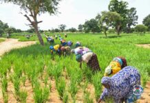 Suivi de la campagne agropastorale 2026-2027 : Forgui, un village réinstallé qui cultive la résilience
