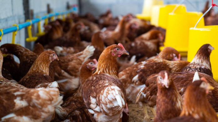 comment-ameliorer-la-production-de-votre-ferme-avicole-1024x576